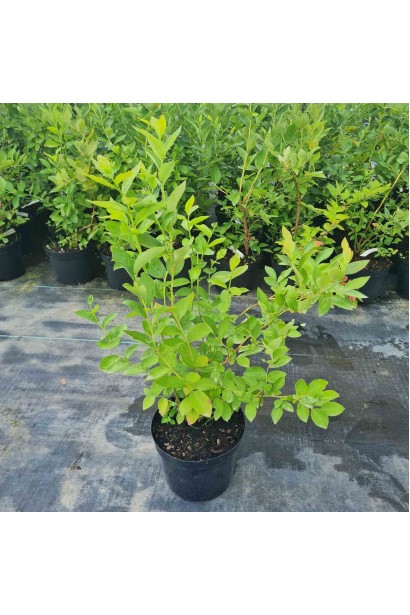 Лохина високоросла Блюкроп - 5л/вис.50-70см/Ø35-45см